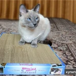 Фото №2 Новые когтеточки-лежанки для кошек в Дагестане.