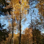 Фото №4 Спил деревьев 