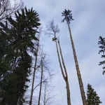 Фото №7 в Краснознаменск Спил и Обрезка деревьев. 