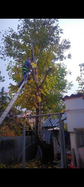 Фото Обрезка деревьев
