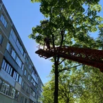Фото №7 Спил деревьев 