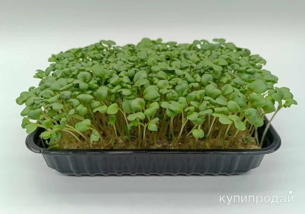 Фото Микрозелень собственного производства