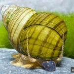 Фото №3 Улитка зеленая торпеда (Cipangopaludina leucythoides)