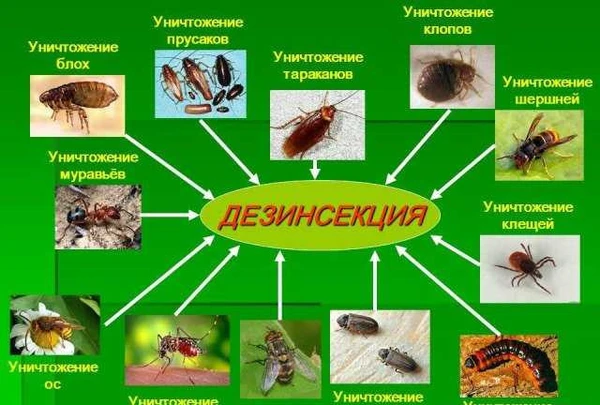 Фото Дезинфекция от насекомых и грызунов