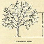 Обрезка плодовых деревьев