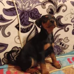 Фото №2 Щенки немецкого пинчера