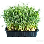 Фото №2 Микрозелень собственного производства