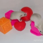 Фото №6 Декоративные крысята сиам