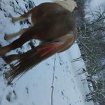 Фото №6 Лошадь тежеловоз