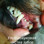 Фото №4 Стрижка собак и кошек. Конаково