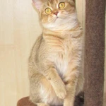 Фото №4 шотландские котята и взрослые кошки