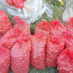 Фото №2 Продаю картошку для скота со своего огорода