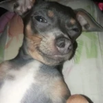 Фото №10 Продам щенков.