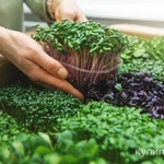 Фото №4 Микрозелень собственного производства