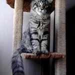Фото №8 Вязка с котом
