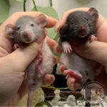 Фото №9 Крысята Дамбо. Декоративная крыса