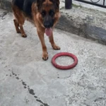 Фото №5 Дрессировка