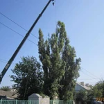 Спилим деревья любой сложности в Крыму