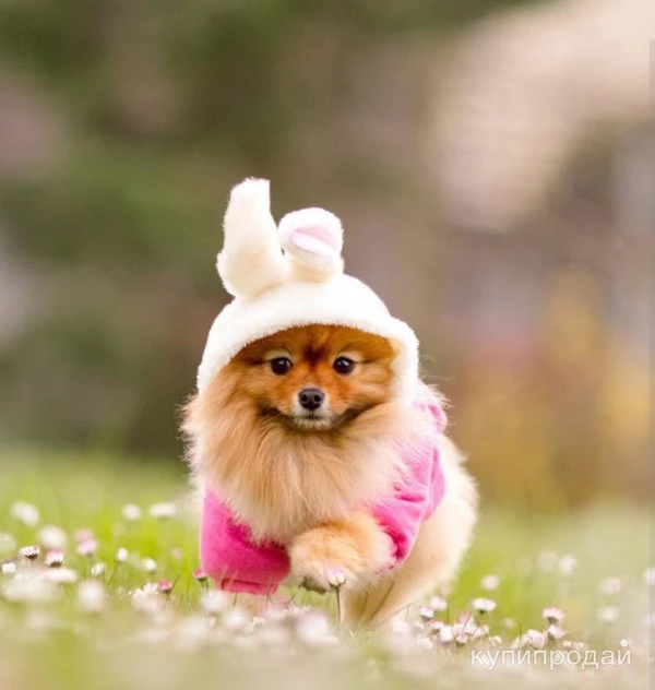 Фото Передержка животных;)