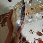 Фото №4 Вобла вяленная