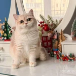 Фото №6 Британская девочка Лазура