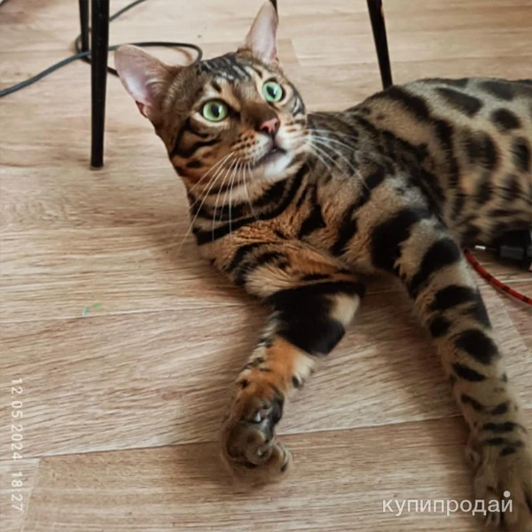 Фото Бенгальский кот на вязку