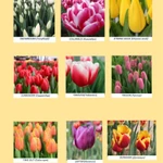 Фото №4 Продам тюльпаны оптом