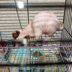 Фото №3 Крысы