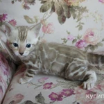 Фото №2 Бенгальские котята - мальчики и девочки