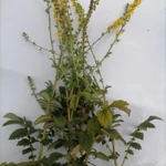 Фото №6 Репешок. Цена за 100 грамм.