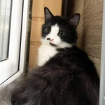 Фото №12 Пушистый котёнок Нафаня в добрые руки