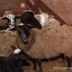 Фото №6 Продажа с/х животных