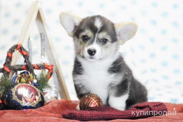 Фото Щенки вельш корги пемброк