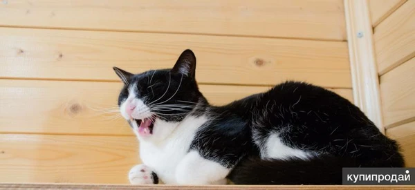 Фото Чудесный котик Василий в добрые руки