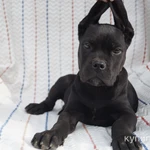 Фото №3 Щенки кане корсо с документами РКФ