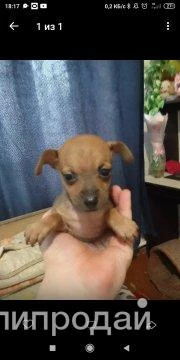 Фото Продам щенков.