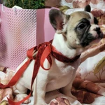 Французский бульдожек