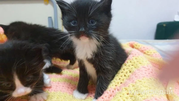 Фото Котята в добрые руки