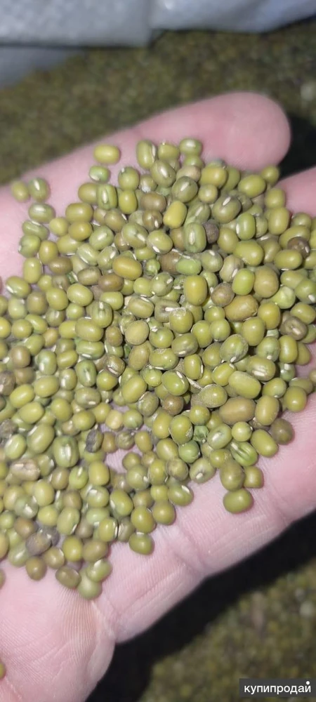 Фото зеленый бобы (маш)