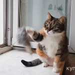 Фото №3 Ласковая трехцветная кошка Триша ищет добрую семью!