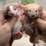 Фото №11 Крысята Дамбо. Декоративная крыса
