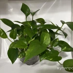 Фото №4 Эпипремнум золотистый (лиана)