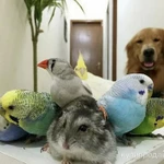 Фото №2 Передержка домашних питомцев