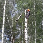 Фото №2 Спил деревьев