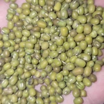 фото зеленый бобы (маш)