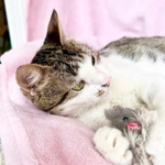 Фото №2 Не просто кошка - королева в добрые руки