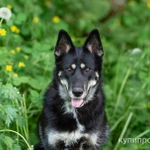 Фото №9 Овчарка в дар