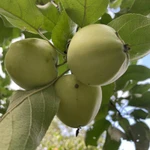 Фото №2 Яблоки белый налив