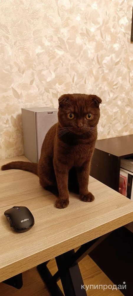 Фото Вязка кота с кошкой.