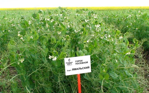 Фото Горох посевной сорт «Ямальский», код сорта – 9705027